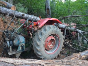 Karabük'te Üzerine Ağaç Devrilen İşçi Öldü