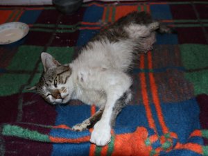Bolu'da, Sansarların Saldırısına Uğrayan Kedi Ameliyat Edildi
