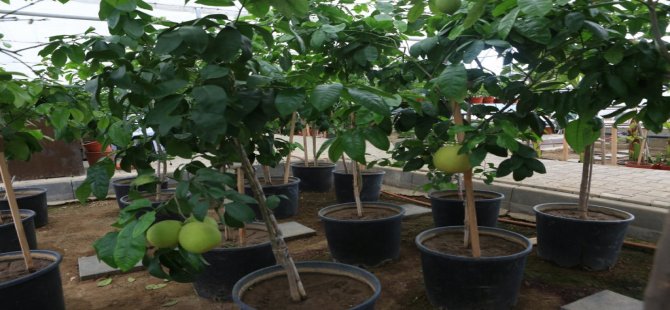 Bolu’da 51 Çeşit Tropikal Meyve Yetiştiriliyor