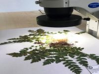 Yeni bir endemik bitki türü keşfedildi