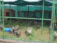 Mini hayvanat bahçesi ziyarete açılıyor