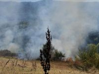 Otları yakayım derken, neredeyse ormanı yakıyordu