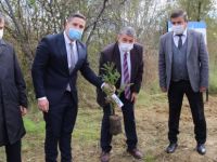 Türkeş’in Anısına Fidan Dikildi