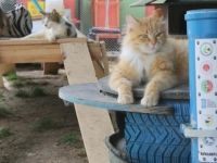 ‘Kedi Beslenme ve Sığınma Evi’ engelli kedilere yuva oluyor