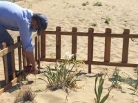 İnkumu’nda Kum Zambakları Koruma Altında