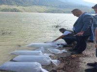 Baraja 85 bin sazan balığı bırakıldı