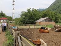 Damızlık Manda Düvesi Yetiştiriciliği Projesi Bartın’da da uygulandı