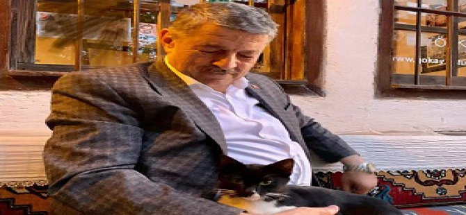 Bartın Belediyesi sokak kedilerine kucak açtı