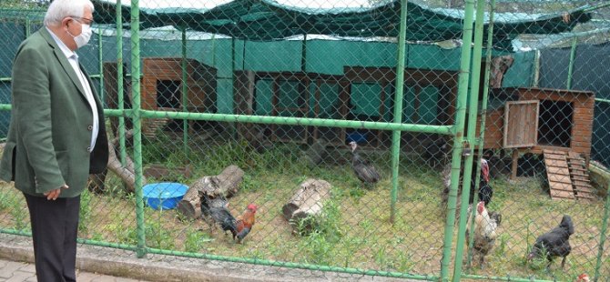 Mini hayvanat bahçesi ziyarete açılıyor