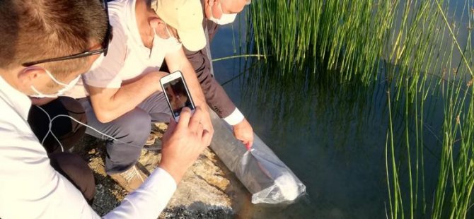 Gölete 5 bin yavru sazan balığı bırakıldı