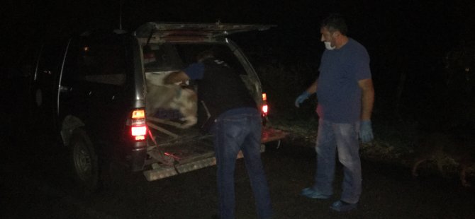 İğne ile uyuttuları köpekleri bırakıp kaçtılar