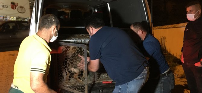 Saltukova Belediyesi Bıraktığı Gibi Köpekleri Geri Topladı