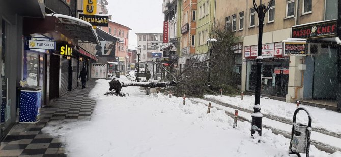 Karın Ağırlığını Taşıyamayan Ağaçlar Devrildi