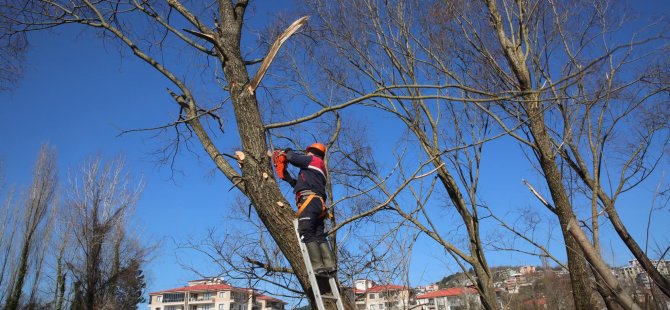 Hasar Gören Ağaçlar Budanıyor