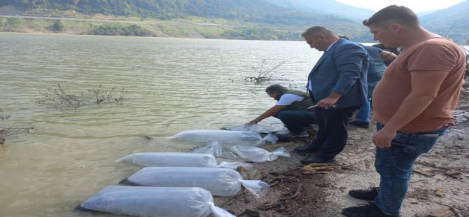 Baraja 85 bin sazan balığı bırakıldı