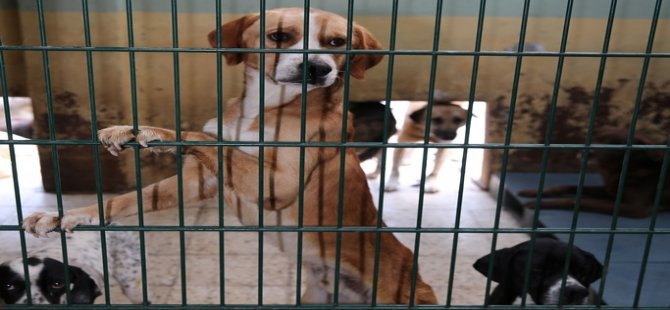 2021 Yılında 656 Köpeğin Bakım ve Tedavisi Yapıldı