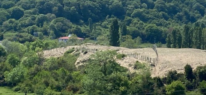 Limanda Bulunan Kum Zambakları Başka Yere Taşındı