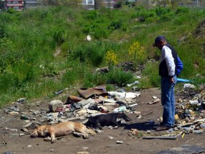 Zonguldak'ta Sokak Köpeklerinin Zehirlendiği İddiası