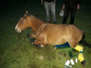 Bolu'da Yaralı Yılka Atı Tedavi Edildi