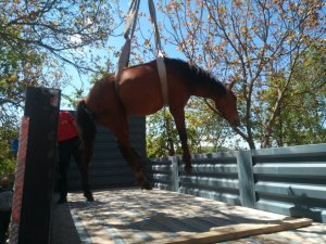 Yaralı Yılkı Atı Ankara'da Tedavi Edilecek