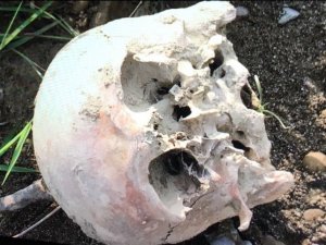 Bartın Irmağı'nda insan kafatası bulundu
