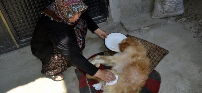 Felçli Köpeği Hayatta Tutan "Anne" Sevgisi