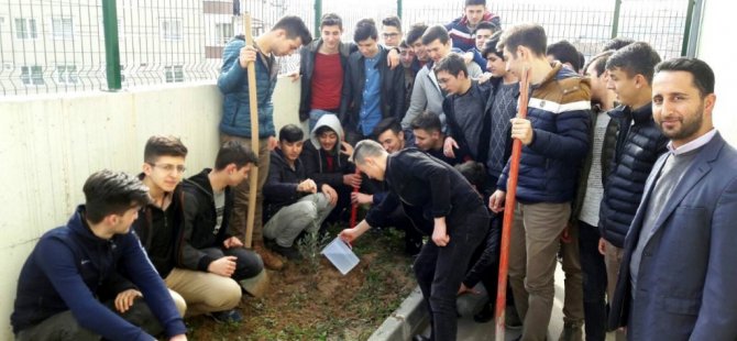 Öğrenciler Okul Bahçesine Zeytin Fidanı Dikti