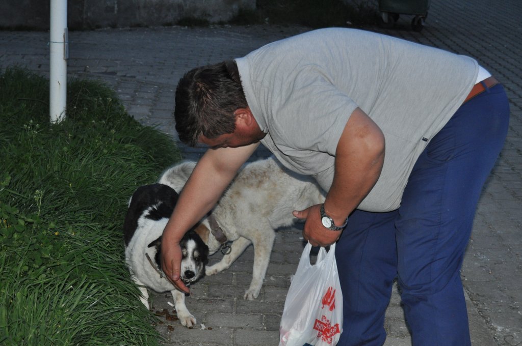 Bartın'da Köpeğe Tekme Atan Kişi Özür Diledi