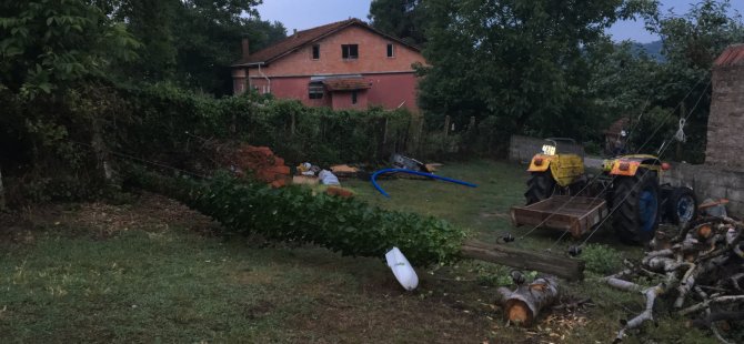 Devrilen elektrik direği ineğin üzerine düştü