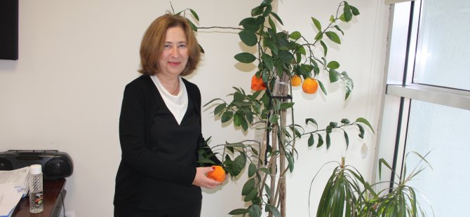 Makam odasında portakal, mandalina ve limon yetiştirdi