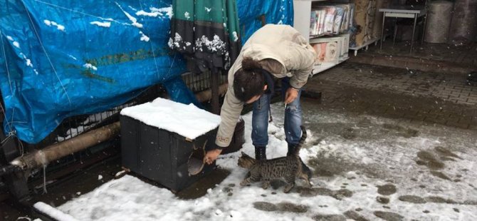 'Sokaktaki Kediler Üşümesin' diye dükkanın önüne yuva yaptılar