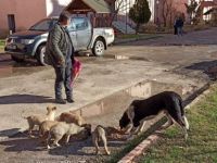 Kumluca Belediyesi Sokak Hayvanlarını Unutmadı