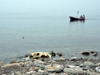 Zonguldak'ta Ölü İnek Kıyıya Vurdu