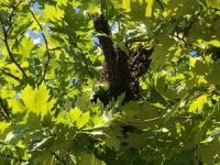 Ağaca Oğul Atan Arılar Kovanlara Toplandı