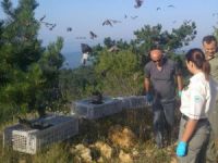 Bolu'da Kınalı Keklikler Doğayla Buluştu