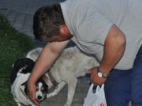 Bartın'da Köpeğe Tekme Atan Kişi Özür Diledi